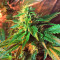 Graines de cannabis Wedding Cake (Big Head Seeds)
