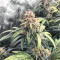 Amnesia (Herbies Seeds)