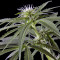Arjan's Haze #2 (GHS)