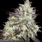 Atomical Haze feminized seeds