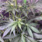Big Bud Autoflower cannabis strain