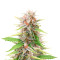 Black Dominia Fast Version (Herbies Seeds)