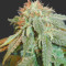 Graines de cannabis Digweed (House of the Great Gardener Seeds)