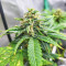 Dozy Doz Feminized Seeds (AlphaFem Seeds)