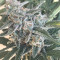 King’s Kush Auto CBD (GHS)