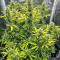 Semillas Feminizadas Kosher Kush 66 Autoflower (EGS)