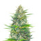 Lemon Haze Auto (Expert Seeds) feminized seeds
