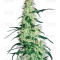 Purple Haze (White Label)