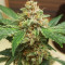 Semi Femminizzati Purple Punch Auto (Fast Buds)