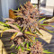 Red Hot Cookies Seeds (Sweet Seeds)