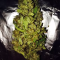 Buy Pineapple Chunk feminized seeds by Barney's Farm