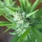 West Coast O.G. Seeds