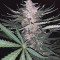 Buy Amnesia #7 feminized seeds by Exotic Seeds