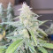 Sementes de maconha fem da Auto Northern Lights Original para venda