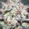 Sementes de maconha fem da Auto Northern Lights Original para venda