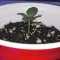 Venta de Gelato (BlimBurn Seeds) | Semillas de marihuana feminizadas