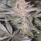 Runtz Muffin Seeds (Barney’s Farm)