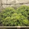 CBD White Widow 1:1 Auto (Herbies Seeds)