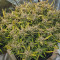 Vente de graines de cannabis Kosher Cake Auto (Fast Buds)