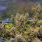 Vente de graines de cannabis Blueberry OG (Barney's Farm)