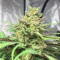 Vendita di semi di cannabis fem Royal Medic CBD