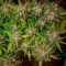 Strawberry Banana Seeds - Cannabis Strain Seeds for Sale
