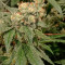 Kush Mintz Seeds (Barney’s Farm)