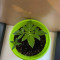 Achetez des graines féminisées Grandmommy Purple par Herbies Seeds