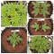 Runtz Punch Seeds (Herbies Seeds)