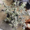 Dos Si Dos 33 Seeds (Barney's Farm) - Cannabis Strain Seeds for Sale
