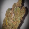 Cafe Racer (BlimBurn Seeds)