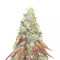 Do-G feminized seeds