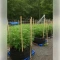Fat Bastard Seeds (Blimburn Seeds)