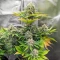 Forgotten Cookies Auto (Mephisto Genetics)