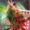 Gorilla Glue (Herbies Seeds)