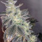 Semillas feminizadas Golosa (Delicious Seeds)