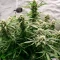 Gorilla G4 Fast Seeds