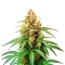 Hellfire OG Seeds