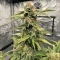 Hybrid X feminized seeds