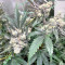 Larry OG Kush Seeds