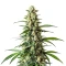 Mamba Negra Fast Seeds
