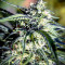 Graines de cannabis Mexican Sativa regular (Sensi Seeds)