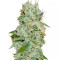 Original Juan Herer (Delicious Seeds)