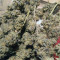 Peyote Critical (Barney's Farm) Cannabis-Samen