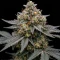Sativa Dream Seeds