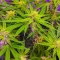 Section 781 Fast Flowering Seeds (Blimburn x Herbies)