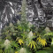 Smurfberry Auto feminized seeds