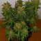 Stardawg Seeds
