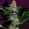 Sticky Dream (Positronics Seeds)