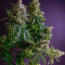 Sementes Feminizadas de Strawberry Lemonade (Barney's Farm)